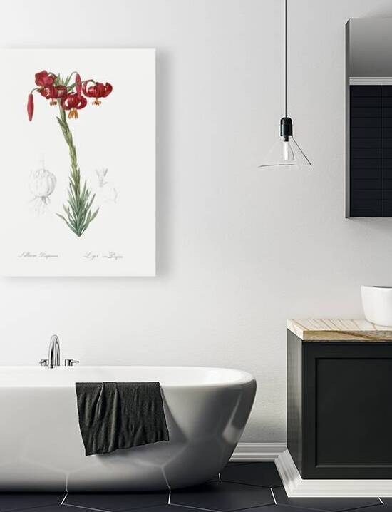 Lily illustration  by IStockHistory com