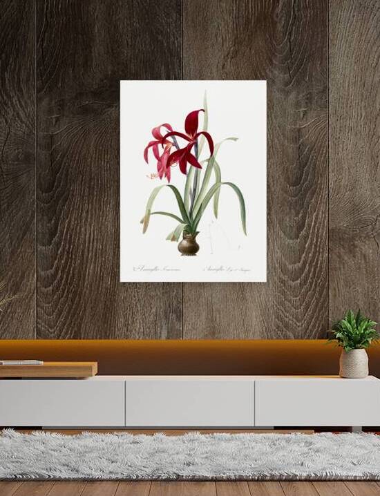 Lily illustration  Reproduction