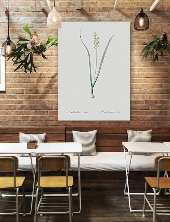 Lachenalia pallida illustration  by IStockHistory com