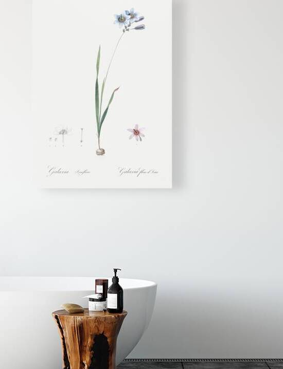 Galaxia ixiaeflora illustration  by IStockHistory com