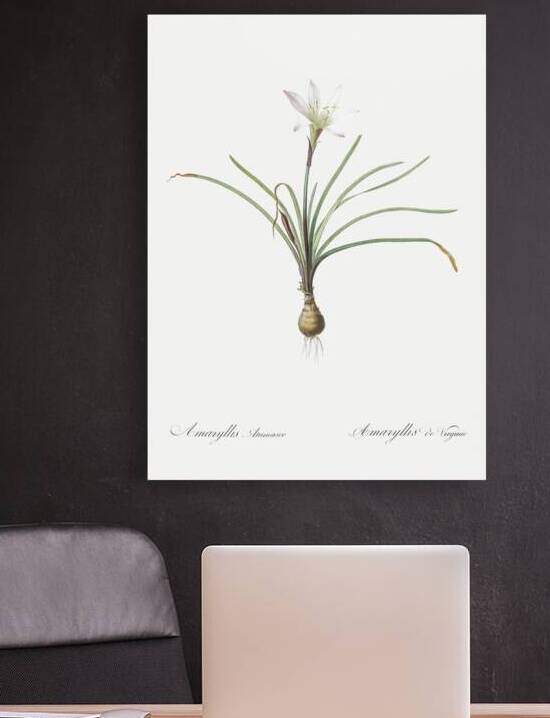 Rain lily illustration  by IStockHistory com