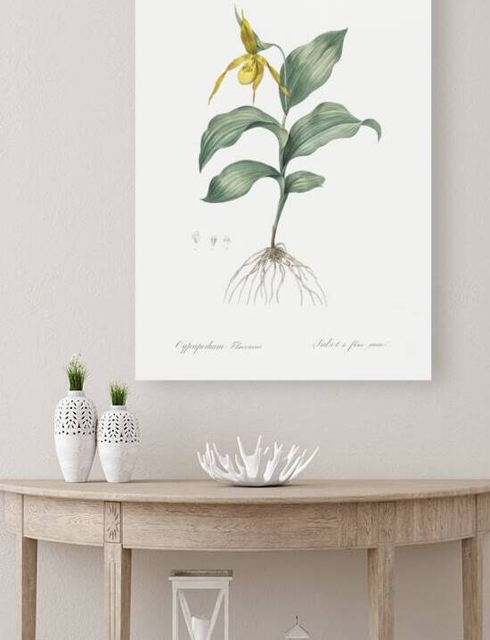 Yellow Lady Slipper Orchid illustration by IStockHistory com