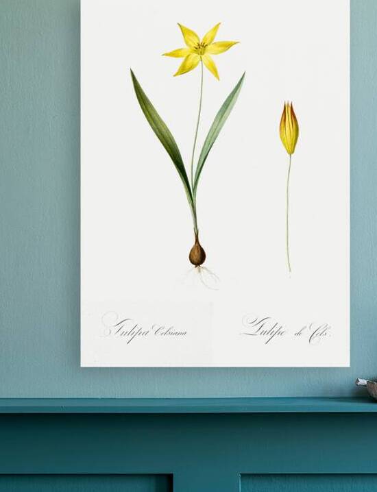 Tulipa celsiana illustration  by IStockHistory com