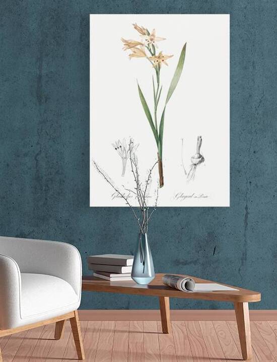 Gladiolus cuspidatus illustration  by IStockHistory com