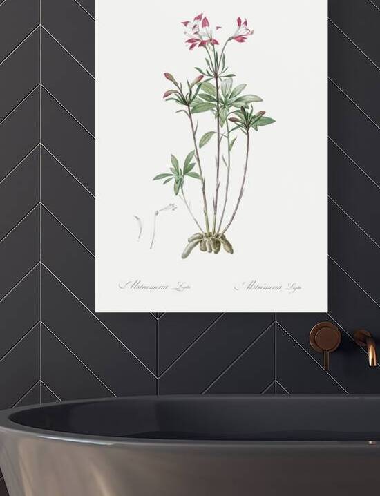 Lily of the Incas illustration  by IStockHistory com