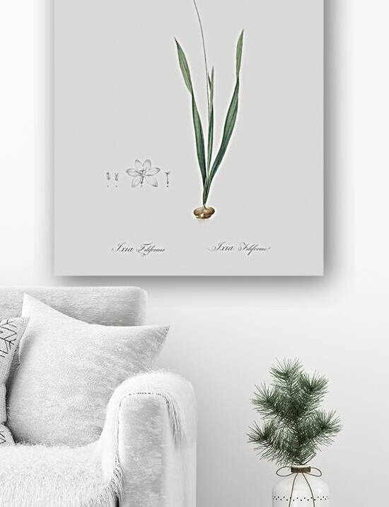 Ixia filiformis illustration  by IStockHistory com