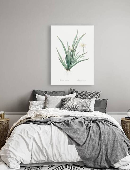 Fortnight lily illustration  by IStockHistory com