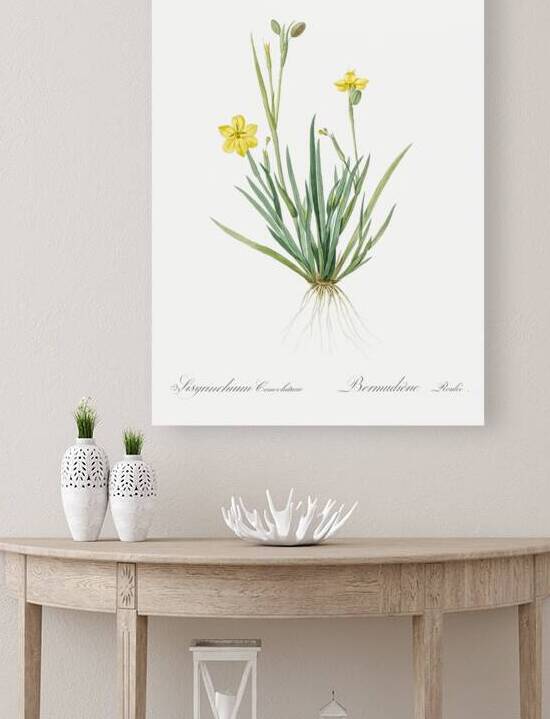 Yellow eyed grass illustration  by IStockHistory com