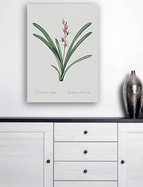 Boat orchid illustration  by IStockHistory com