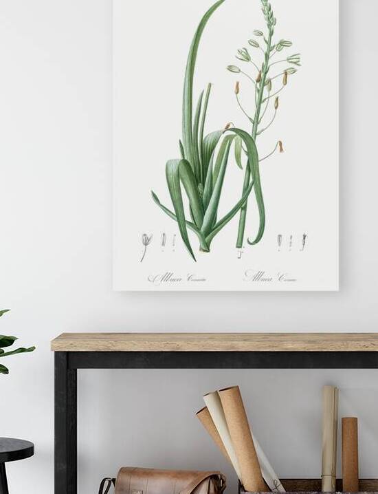 Albuca cornuta illustration  by IStockHistory com