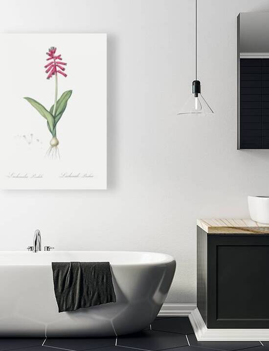Lachenalia pendula illustration  by IStockHistory com