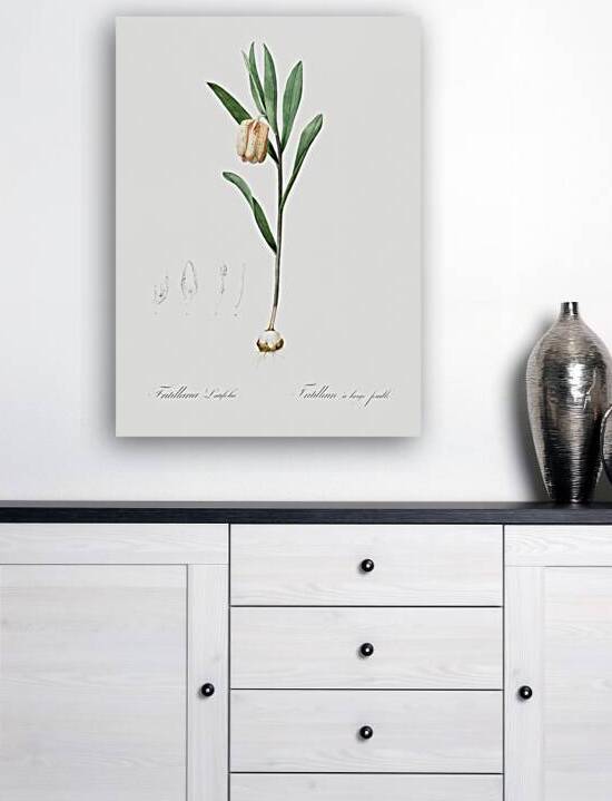 Lachenalia pendula illustration  Reproduction