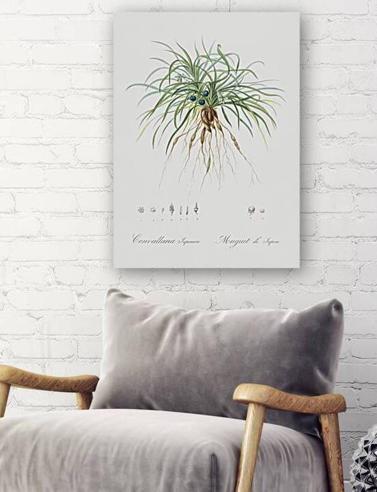 Convallaria japonica illustration  by IStockHistory com