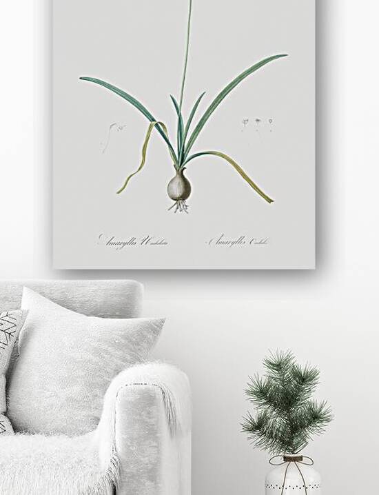Amaryllis undulata illustration  by IStockHistory com