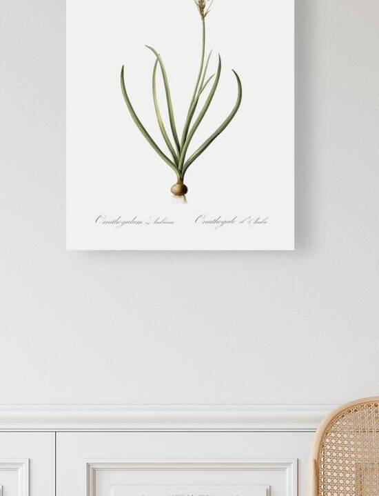 Arabian starflower illustration  by IStockHistory com