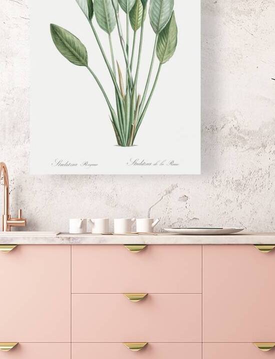 Bird of paradise illustration  by IStockHistory com