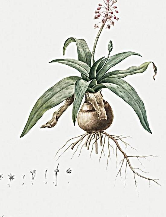 Lachenalia lanceaefolia illustration  by IStockHistory com