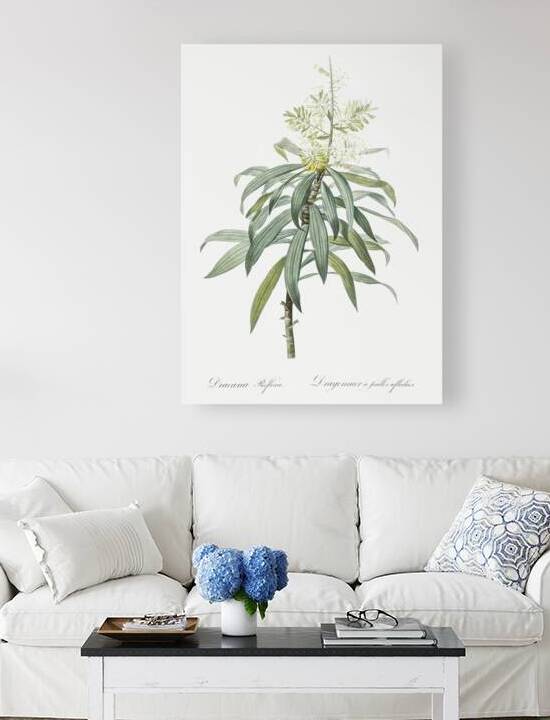 Pleomele illustration  by IStockHistory com