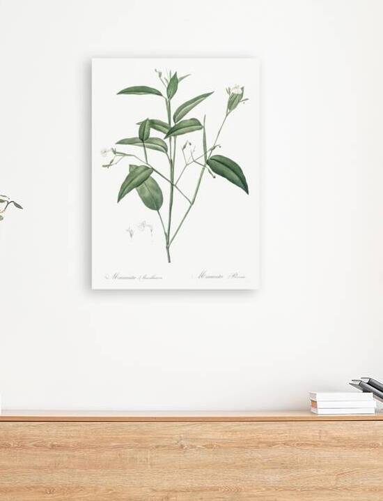 Maranta arundinacea illustration  by IStockHistory com