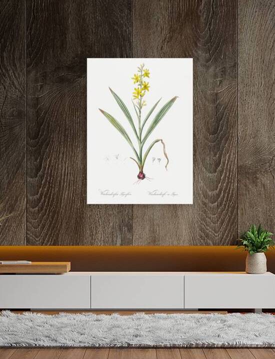 Wachendorfia thyrsiflora illustration  by IStockHistory com