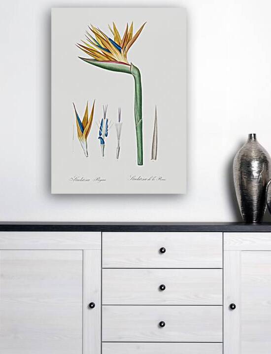 Bird of paradise illustration  by IStockHistory com