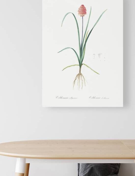Veltheimia abyssinica illustration  by IStockHistory com