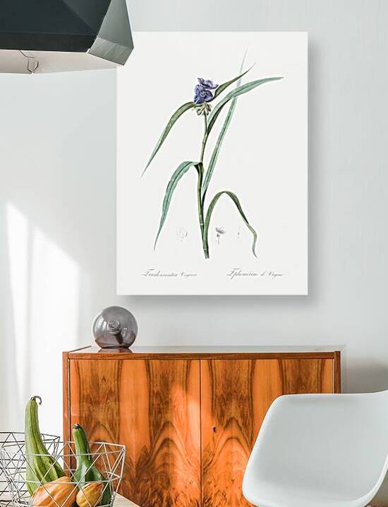 Virginia spiderwort illustration  by IStockHistory com