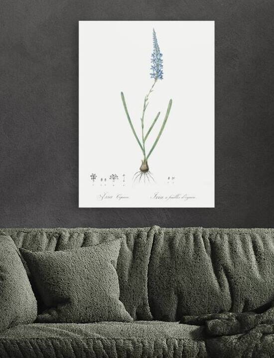 Ixia cepacea illustration  by IStockHistory com