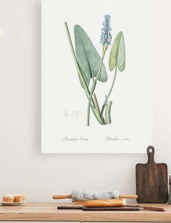 Pickerelweed illustration  by IStockHistory com