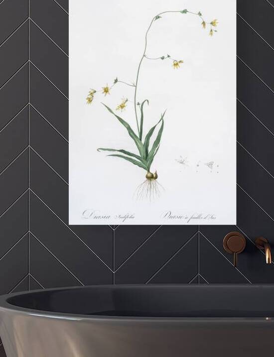 Diasia iridifolia illustration  by IStockHistory com