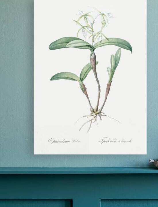 Fringed Star Orchid illustration  by IStockHistory com