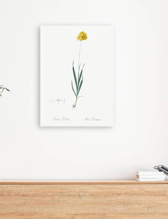 Orange Ixia illustration  by IStockHistory com