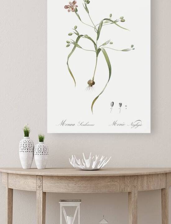 Moraea sordescens illustration  by IStockHistory com