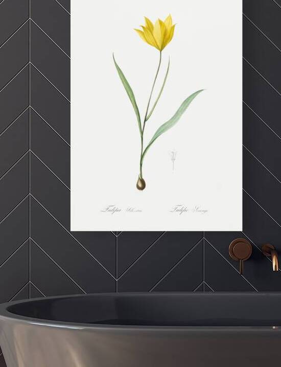 Tulipa sylvestris illustration  by IStockHistory com