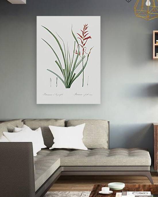 Pitcairnia angustifolia illustration  by IStockHistory com