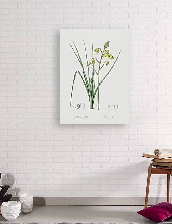 Slime Lily illustration  by IStockHistory com