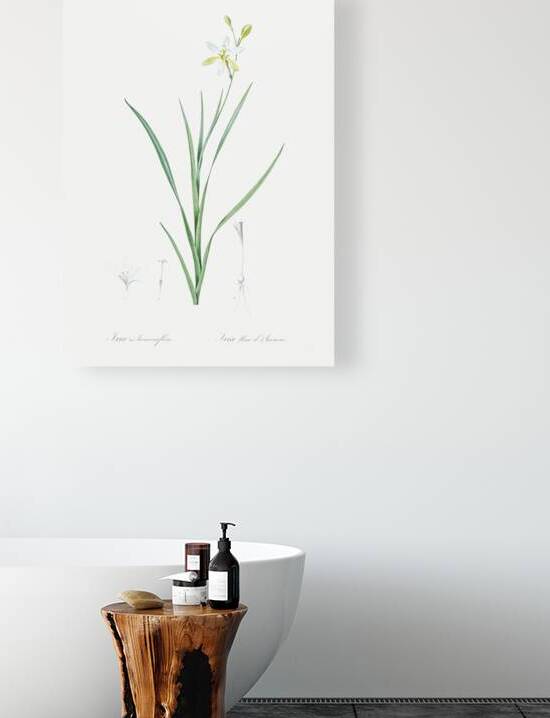 Slime Lily illustration  Reproduction