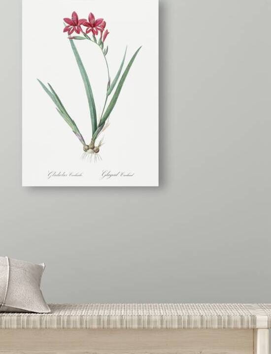 Gladiolus cardinalis illustration  by IStockHistory com