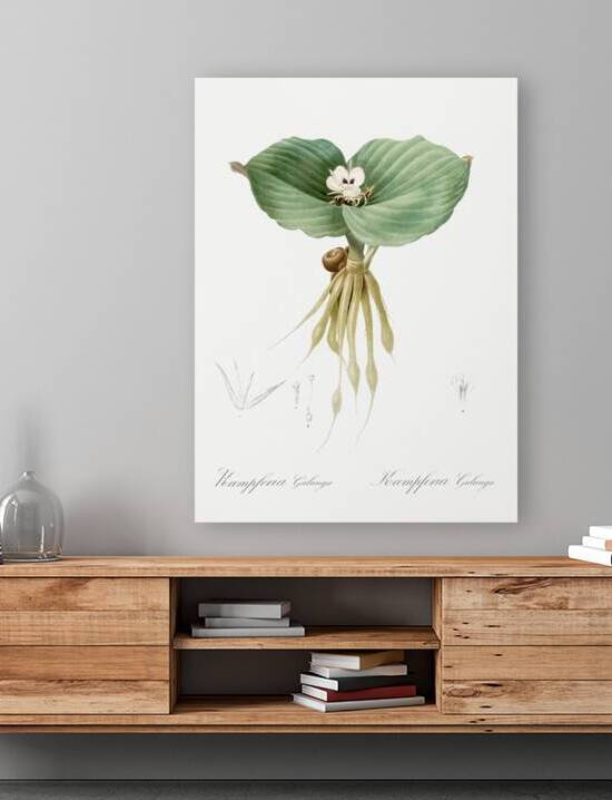 Sand ginger illustration  by IStockHistory com