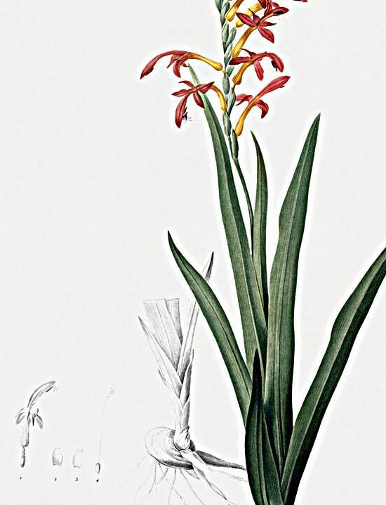 Antholyza aethiopica illustration  by IStockHistory com