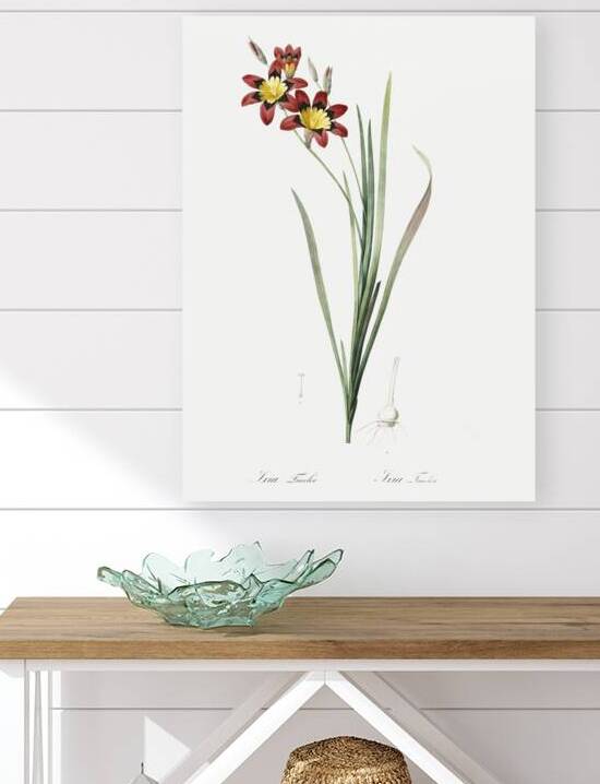 Ixia tricolor illustration  by IStockHistory com
