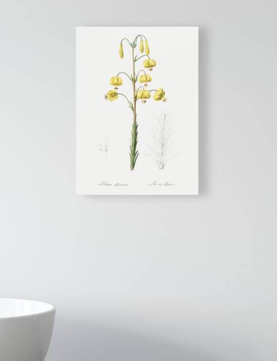 Lilium pyrenaicum illustration  by IStockHistory com
