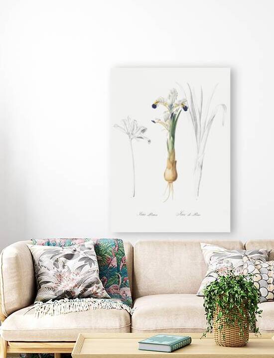 Iris Persica illustration  by IStockHistory com