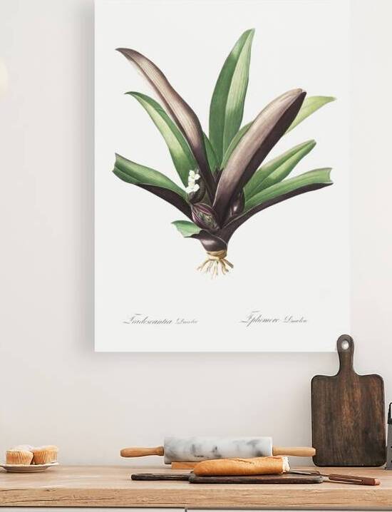 Boat lily illustration  by IStockHistory com