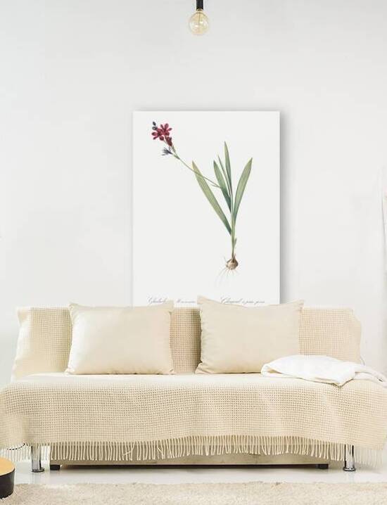Gladiolus mucronatus illustration  by IStockHistory com
