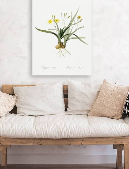 Gladiolus mucronatus illustration  by IStockHistory com