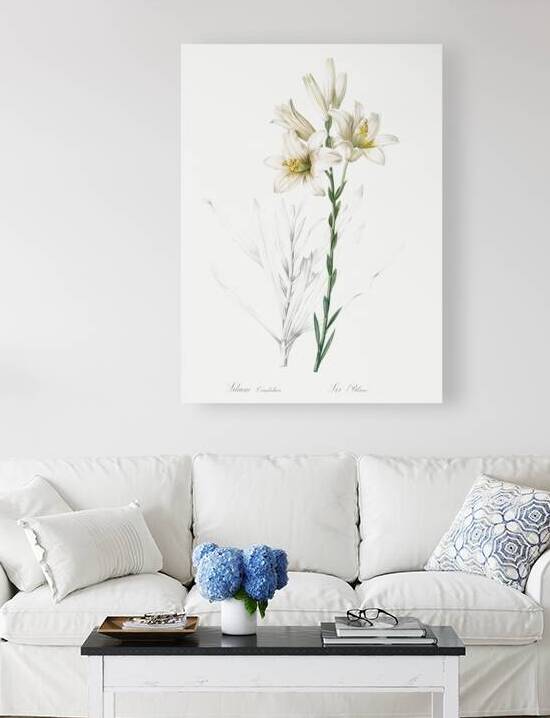 Madonna lily illustration  by IStockHistory com