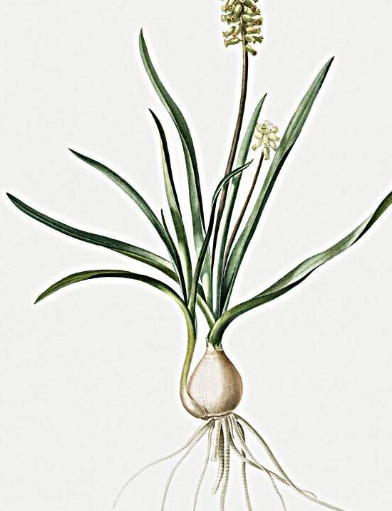 Muscari ambrosiacum illustration  by IStockHistory com