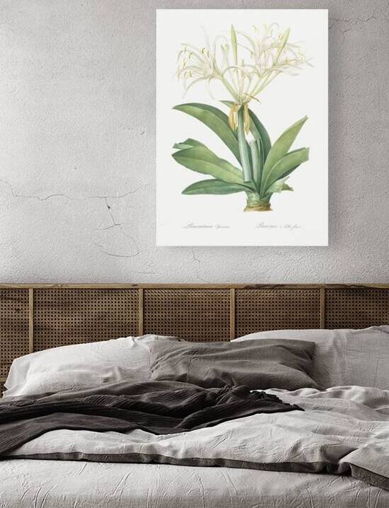 Pancratium speciosum illustration  by IStockHistory com