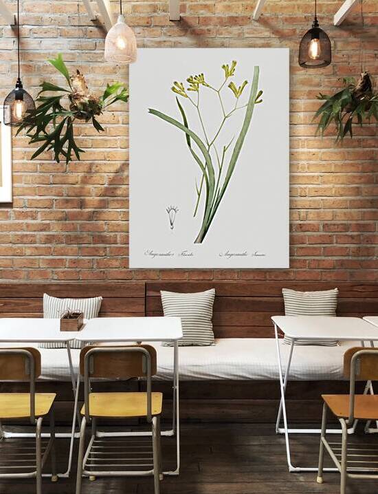 Anigozanthos flavida illustration  by IStockHistory com